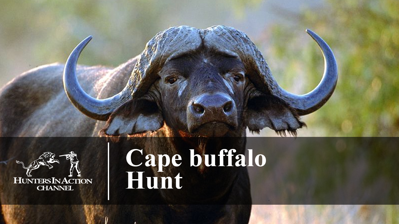 håndtag Kristus lide Cape Buffalo Hunt - 3 Part Series - Hunters In Action - Video Channel for  the hunting enthusiasts