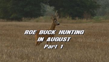 Roebuck-Hunting-in-August—Part-1