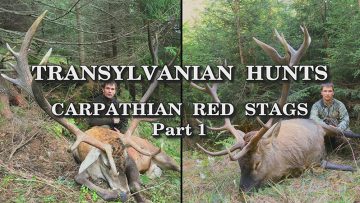 Transylvanian-Hunts-Carpathian-Red-Stags